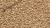 Солод Castle Malting Chateau Wheat Blanc 1 кг Солод Castle Malting Chateau Wheat Blanc 1 кг