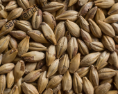 Солод Castle Malting Chateau Cara Ruby 50 EBC 1 кг Солод Castle Malting Chateau Cara Ruby 50 EBC 1 кг