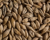 Солод Castle Malting Chateau Whisky Light 20 ppm 1 кг